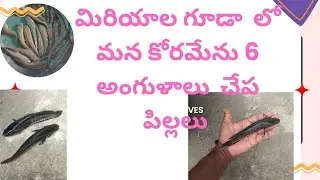 Snake head fish sheeds# దేశి కోరమేను చేప పిల్లలు#marral fish babes  hatchery 