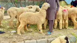 Mundre Chatre Lahore Mandi Shahpur Kanjra Katu Maal Mazhar Biba Official 