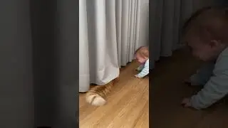 Hilarious Pet and Baby Moments That Will Make You Cry Laughing #catvideos #cat #funnycat