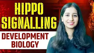 Hippo Signaling I Development Biology I Detailed Explanation with PYQ