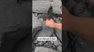 Fossil POPPED Within Shale! #fossil  #rock  #viral  #shorts