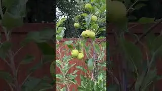 Flowering to fruit (12 weeks) still growing #fruit #nature #farming #gardening #viral #apple #viral