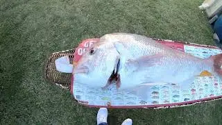 PB Pink snapper Bunbury fishing