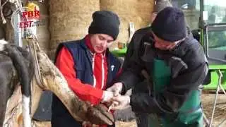 Apprendre à parer des bovins...
