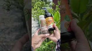 Tanaman berbuah lebat cuma di siram aja ??? #berkebun #gardening #youtubeshorts