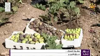 يوم جديد  مشوار الصباح  مزارع التين