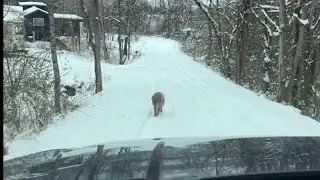 Замерзшие 🥶 крошечные домики в Теннесси: дороги и окружные дороги всё ещё покрыты снегом ❄️ 🏡🥶🧊