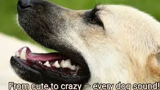 Different Dog Sounds Compilation 🐶🔊 | Funny Cute & Angry Dogs