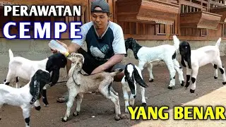 PERAWATAN CEMPE AGAR CEPAT BESAR MAKSIMAL