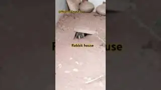Rabbit house.