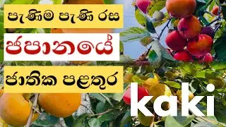 මී පැණි වගේ රසම රස ජපානයේ ජාතික පළතුර | 'Kaki' Japans' National Fruit 🇯🇵