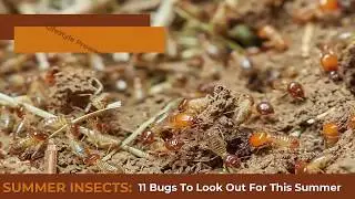 Summer Insects: Summer Is Around the Corner and So Are These 11 Summer Bugs