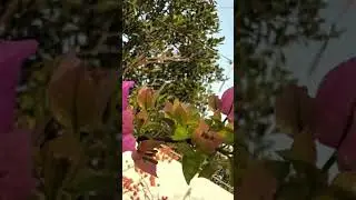 Bougainvillea #gardening #flowers #plants #shorts #trending #viral #greenleafs636 #short