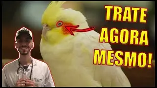 FEZES ESVERDEADAS, ANOREXIA E PROBLEMAS RESPIRATÓRIOS? CUIDADO! SUA AVE ESTÁ EM PERIGO