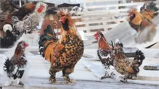 Сентябрь Куры на крыше  Пение петухов разных пород  #Pavlovskie_Chickens vs #Altai_Bantam