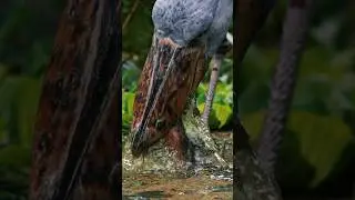 Perfect Shot: Rare Shoebill Stork on the Hunt! Slow-Mo for Wildlife Documentary in Africa