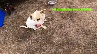 Christmas Day Camping With My Three Dogs Ep.1-Dogs adventure, cooking, camping fire, walking trail
