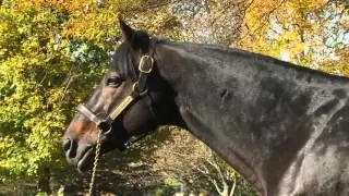 Scat Daddy, l'&eacute;talon le plus demand&eacute; &agrave; Ashford Stud est mort.