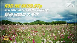 【HDR Test】Z CINEMA ZR R3D NE 6K59.97p | 藤原宮跡コスモス畑