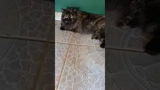 GATA PELUDA DEITADA #shortfeed #pet #cao #memesbrasil #pets #shots #shortsyoutube #catvideos #pet