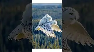 Owl in Action: Protecting Its Own 🦉🌌 #OwlPower #WildlifeInstinct #NatureDrama #SurvivalSpirit&rdquo;