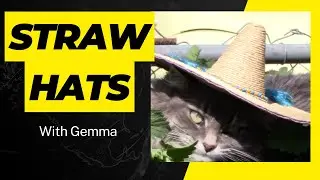 How many straw hats does a cat need?