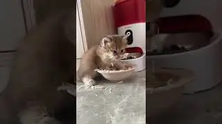 #cat #funny #happycats #catmemes #music #memes #trending #trendingshorts #tiktok #new #reels #SJ
