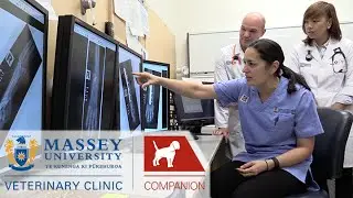 Diagnostic Imaging I Behind the scenes at Massey Vet School
