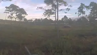 NICKS BUGGY HOGS SHOT 11:08:2014