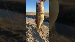 Yanking largies in los banos California