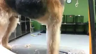 Grooming a pet Airedale Terrier
