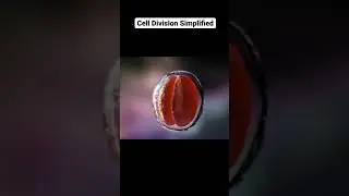 cell division 3d animated video.