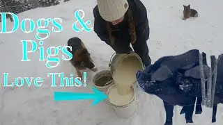 Feeding Pigs & Clearing Snow With Draft Horses!