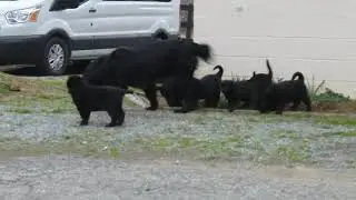 Newfoundland Mix Puppies For Sale