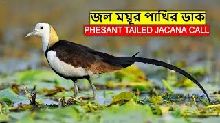 Pheasant Tailed Jacana Call | জলময়ূর পাখির ডাক | Jolmoyur Pakhir Dak Jacana Bird Sound@wildindiamit​