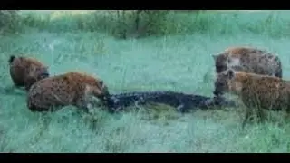 Big Battle Of Crocodile VS Hyena | Zebra,Wıld Dog