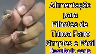 Como Acertar a Alimentação p filhotes de Trinca Ferro recém nascidos sem segredos