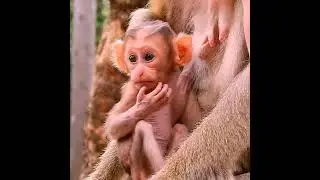 baby monkey so adorable and need mom take care!