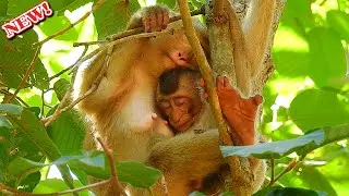 Sleep waiting milk! Baby Rex hug Rose sleep waiting mom allow him warm milk/ Rex no happy by hungry