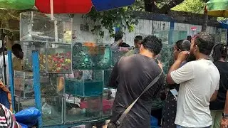 Galiff Street pet market| 📌 Fish,Birds,price update| 📌 Betta fish price| Fish accessories| kolkata 