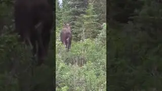 Moose on the Loose: Highway Hijinks! #travelvlog #moose #nature #wildlife #alaskanadventure #alaska