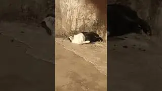 cute and funny 😂 kuku sleeping 😴 video