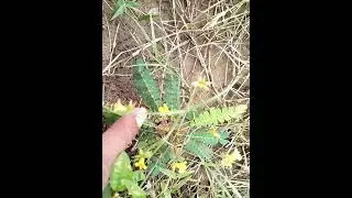 #chhuimui plants