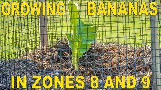 How To Grow Bananas For Fruit In Zones 8 And 9