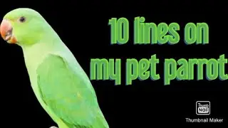 10 lines on my pet parrot/my pet parrot/my pet/easy lines on parrot