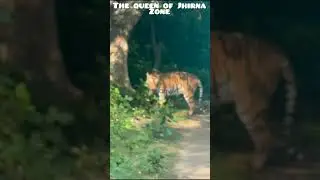 best zone for Tiger sighting in Jim Corbett National Park ! jhirna Zone Jungle Safari #wildlife