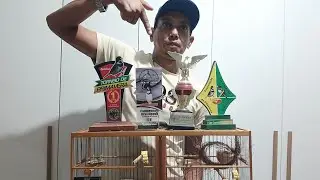 COMO ACERTAR QUALQUER COLEIRO OU PAPACAPIM DO ZERO PARTE 03 O SEGREINHO ESTA AQUI 