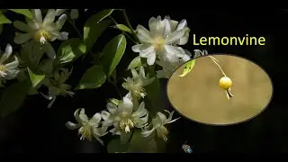 Lemonvine