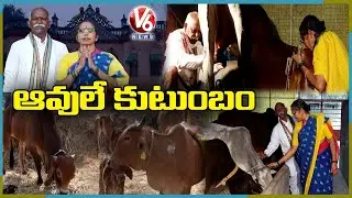 ఆవులే కుటుంబం | Elder Couple Runs Goshala with Indigenous Cows | V6 News