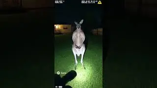 A strange encounter #police #bodycam